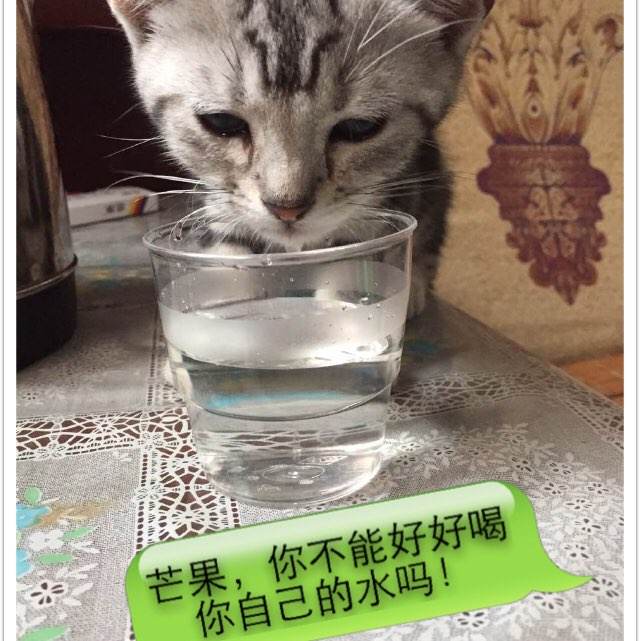 做个精仿罗文大学文凭毕业证